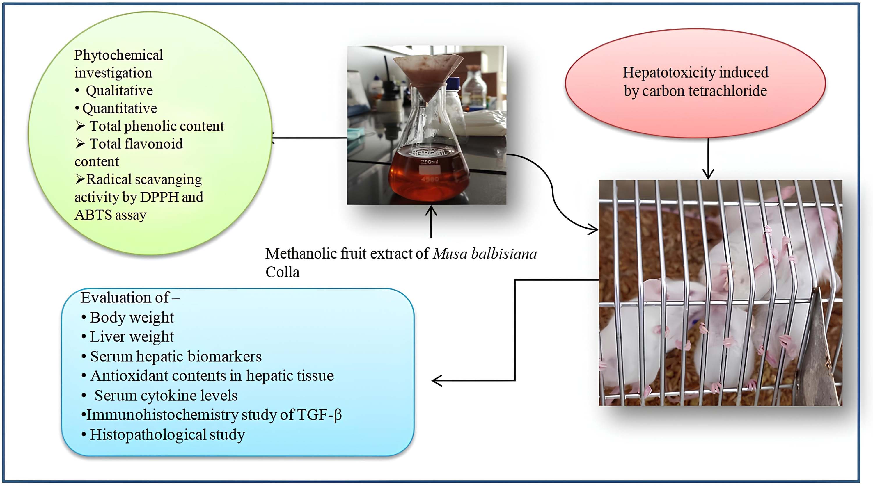Graphical Abstract